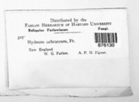 Steccherinum ochraceum image